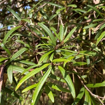 Pittosporum bicolor (Banyalla) at Captains Flat, NSW - 6 Feb 2025 by Tapirlord