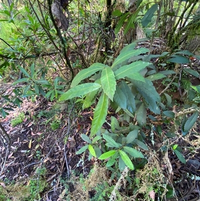 Elaeocarpus holopetalus (Black Olive Berry) at Captains Flat, NSW - 6 Feb 2025 by Tapirlord