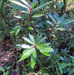 Tasmannia lanceolata (Mountain Pepper) at Captains Flat, NSW - 6 Feb 2025 by Tapirlord