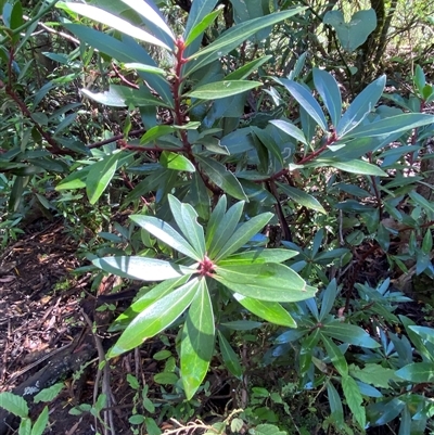 Tasmannia lanceolata (Mountain Pepper) at Captains Flat, NSW - 6 Feb 2025 by Tapirlord