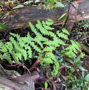 Histiopteris incisa (Bat's-Wing Fern) at Harolds Cross, NSW - 6 Feb 2025 by Tapirlord