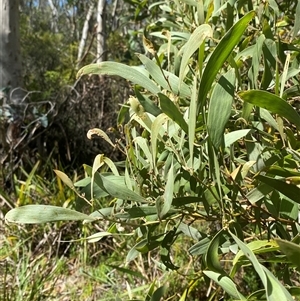 Acacia melanoxylon (Blackwood) at Captains Flat, NSW - 6 Feb 2025 by Tapirlord