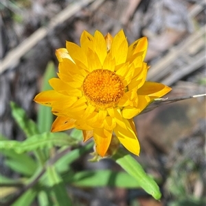 Xerochrysum bracteatum (Golden Everlasting) at Captains Flat, NSW - 6 Feb 2025 by Tapirlord