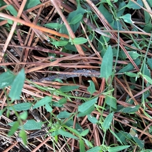 Einadia nutans subsp. nutans at Yarralumla, ACT - Today by Jennybach