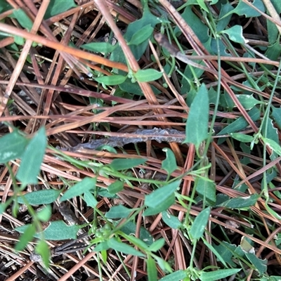 Einadia nutans subsp. nutans (Climbing Saltbush) at Yarralumla, ACT - 1 May 2025 by Jennybach