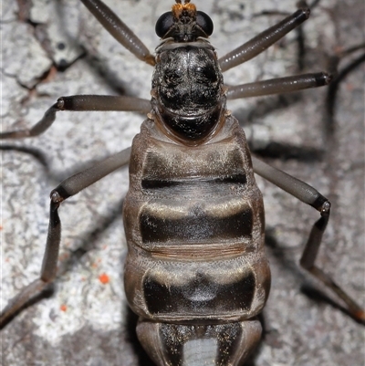 Boreoides subulatus (Wingless Soldier Fly) at Kambah, ACT - 1 May 2025 by TimL