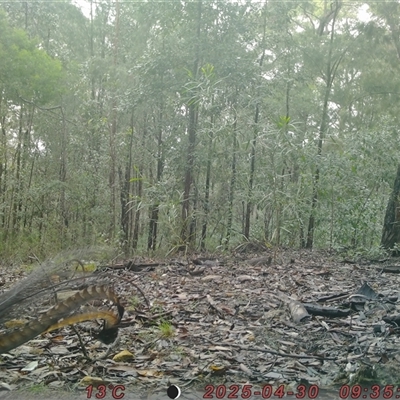 Menura novaehollandiae (Superb Lyrebird) at Bucketty, NSW - 30 Apr 2025 by MartinPredavec