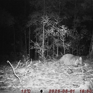 Vombatus ursinus (Common wombat, Bare-nosed Wombat) at Bucketty, NSW - Yesterday by MartinPredavec