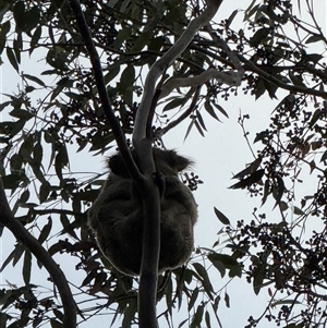 Phascolarctos cinereus (Koala) at Bucketty, NSW - Today by MartinPredavec