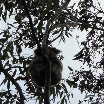 Phascolarctos cinereus (Koala) at Bucketty, NSW - Today by MartinPredavec
