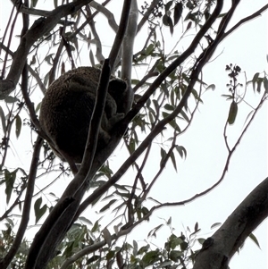 Phascolarctos cinereus at Bucketty, NSW - Yesterday 07:56 AM