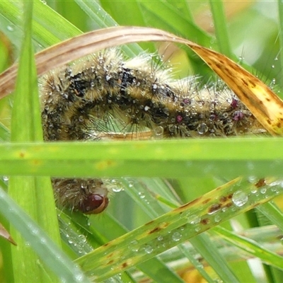 Anthela acuta at Braemar, NSW - Yesterday by Curiosity
