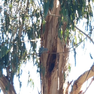 Callocephalon fimbriatum (Gang-gang Cockatoo) at Watson, ACT - Yesterday by Fithakk