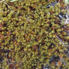 Polytrichaceae sp. (family) at Latham, ACT - 8 Apr 2025 by pinnaCLE