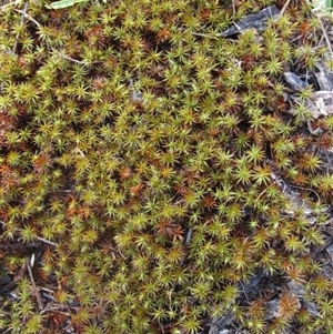 Polytrichaceae sp. (family) at Latham, ACT - 8 Apr 2025 by pinnaCLE