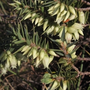 Melichrus urceolatus at Latham, ACT - 8 Apr 2025 by pinnaCLE