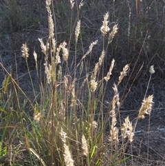 Enneapogon nigricans (Nine-awn Grass, Bottlewashers) at Latham, ACT - 8 Apr 2025 by pinnaCLE