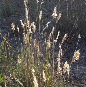 Rytidosperma sp. at Latham, ACT - 8 Apr 2025 by pinnaCLE