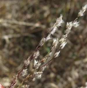 Digitaria brownii at Latham, ACT - 9 Apr 2025 by pinnaCLE