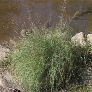 Eragrostis curvula at Latham, ACT - 9 Apr 2025 by pinnaCLE