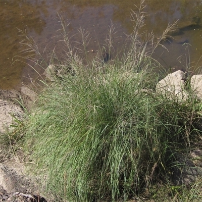 Eragrostis curvula (African Lovegrass) at Latham, ACT - 9 Apr 2025 by pinnaCLE