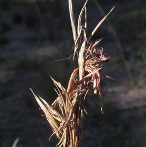 Cymbopogon refractus at Latham, ACT - 9 Apr 2025 by pinnaCLE
