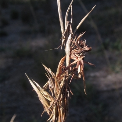 Cymbopogon refractus (Barbed-wire Grass) at Latham, ACT - 9 Apr 2025 by pinnaCLE