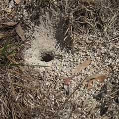 Vespula germanica (German Yellowjacket Wasp (also known as European Wasp)) at Wallaroo, NSW - 14 Mar 2025 by pinnaCLE