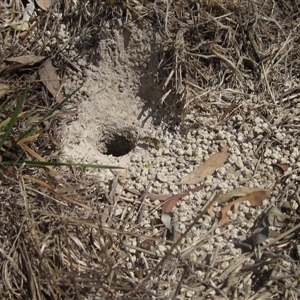Vespula germanica at Wallaroo, NSW - 14 Mar 2025 by pinnaCLE