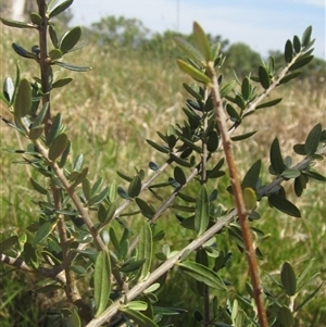 Olea europaea at Hall, ACT - 14 Mar 2025 by pinnaCLE