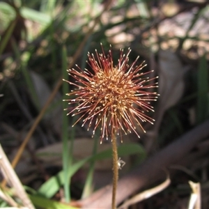 Acaena novae-zelandiae at Wallaroo, NSW - 14 Mar 2025 by pinnaCLE