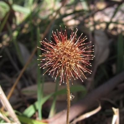 Acaena novae-zelandiae (Bidgee Widgee) at Wallaroo, NSW - 14 Mar 2025 by pinnaCLE
