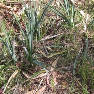Dianella sp. aff. longifolia (Benambra) at Wallaroo, NSW - 14 Mar 2025 by pinnaCLE
