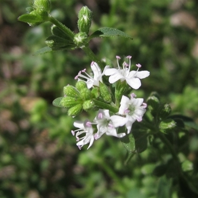 Mentha diemenica (Wild Mint, Slender Mint) at Wallaroo, NSW - 14 Mar 2025 by pinnaCLE