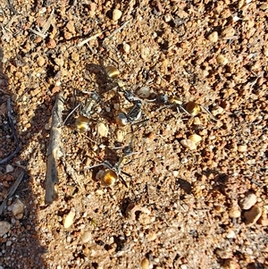 Polyrhachis ammon at Green Cape, NSW - 25 Apr 2025 by Philip