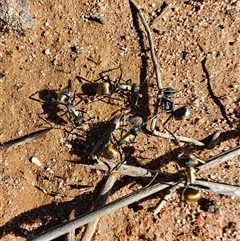 Polyrhachis ammon at Green Cape, NSW - 25 Apr 2025 11:37 AM