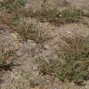 Portulaca oleracea at Wallaroo, NSW - 14 Mar 2025 by pinnaCLE