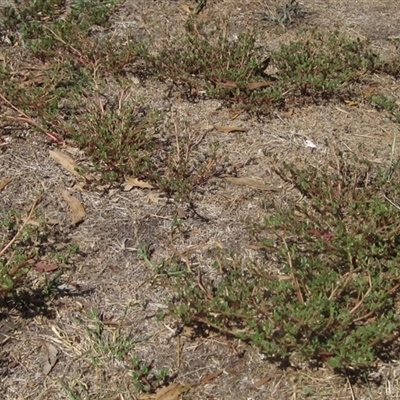 Portulaca oleracea (Munyeroo ,Pigweed, Purslane) at Wallaroo, NSW - 14 Mar 2025 by pinnaCLE