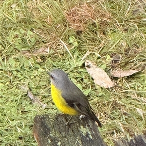 Eopsaltria australis at Bucketty, NSW - Today by MartinPredavec
