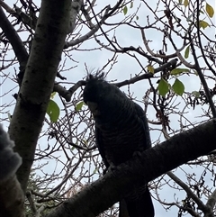 Callocephalon fimbriatum (Gang-gang Cockatoo) at Yarralumla, ACT - 29 Apr 2025 by Nangala