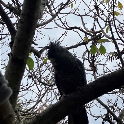 Callocephalon fimbriatum (Gang-gang Cockatoo) at Yarralumla, ACT - 29 Apr 2025 by Nangala