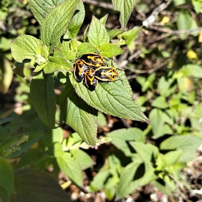Agonoscelis rutila (Horehound bug) at Tarago, NSW - Yesterday by DrDJDavidJ