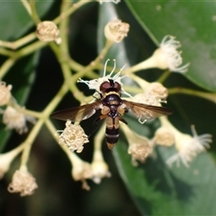 Unverified Bristle Fly (Tachinidae) by SapphFire