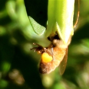 Exoneura sp. (genus) at Higgins, ACT - 28 Apr 2025 by Jennybach