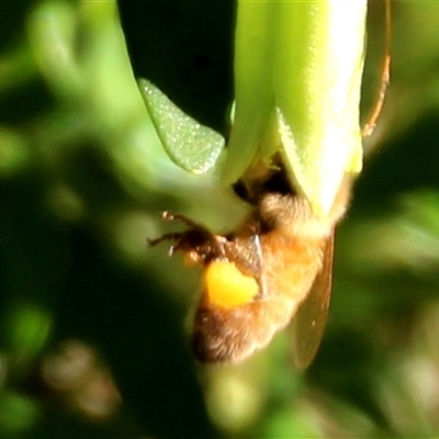 Apis mellifera (European honey bee) at Higgins, ACT - 28 Apr 2025 by Jennybach