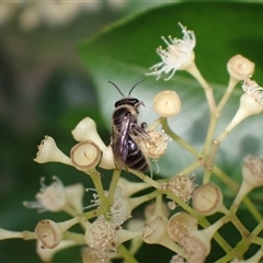 Leioproctus sp. (genus) by SapphFire