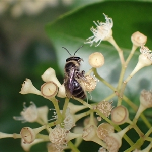 Leioproctus sp. (genus) by SapphFire