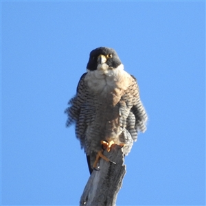 Falco peregrinus at Kambah, ACT - Today by HelenCross