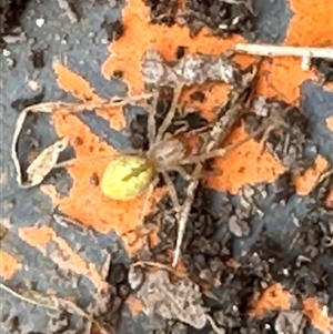 Unverified Spider by lbradley