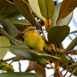 Acanthiza nana (Yellow Thornbill) at Bargo, NSW - Yesterday by Snows